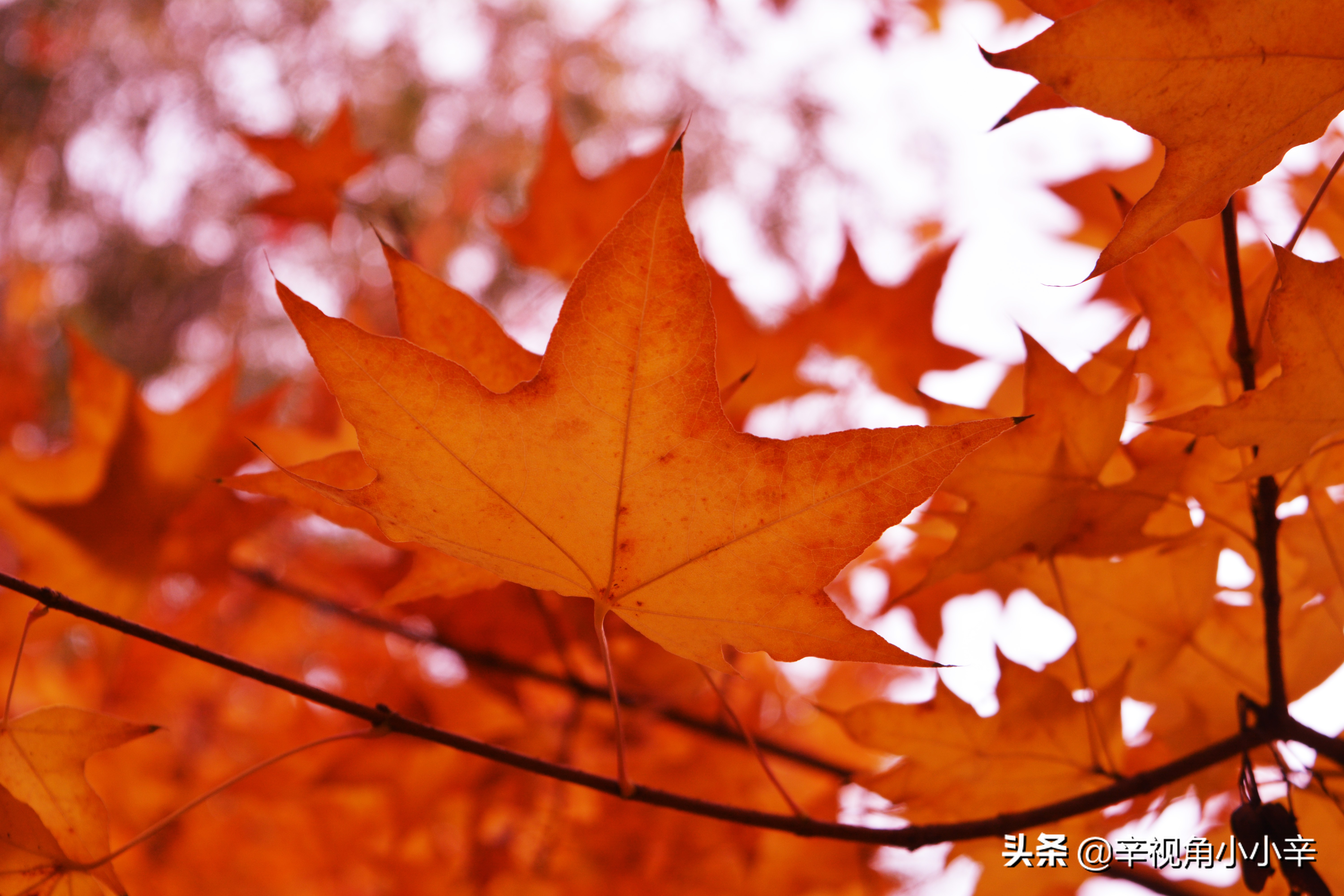 大望京公园红叶,红叶公园北京