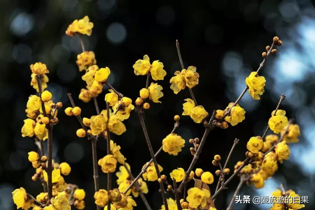 腊梅花开放视频,成都看腊梅的地方