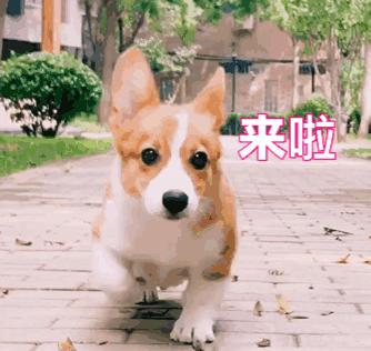 柯基宝宝小短腿柯基,短腿柯基长腿柯基