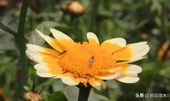 盆栽飞虫怎么杀,盆栽小黑飞虫怎么治