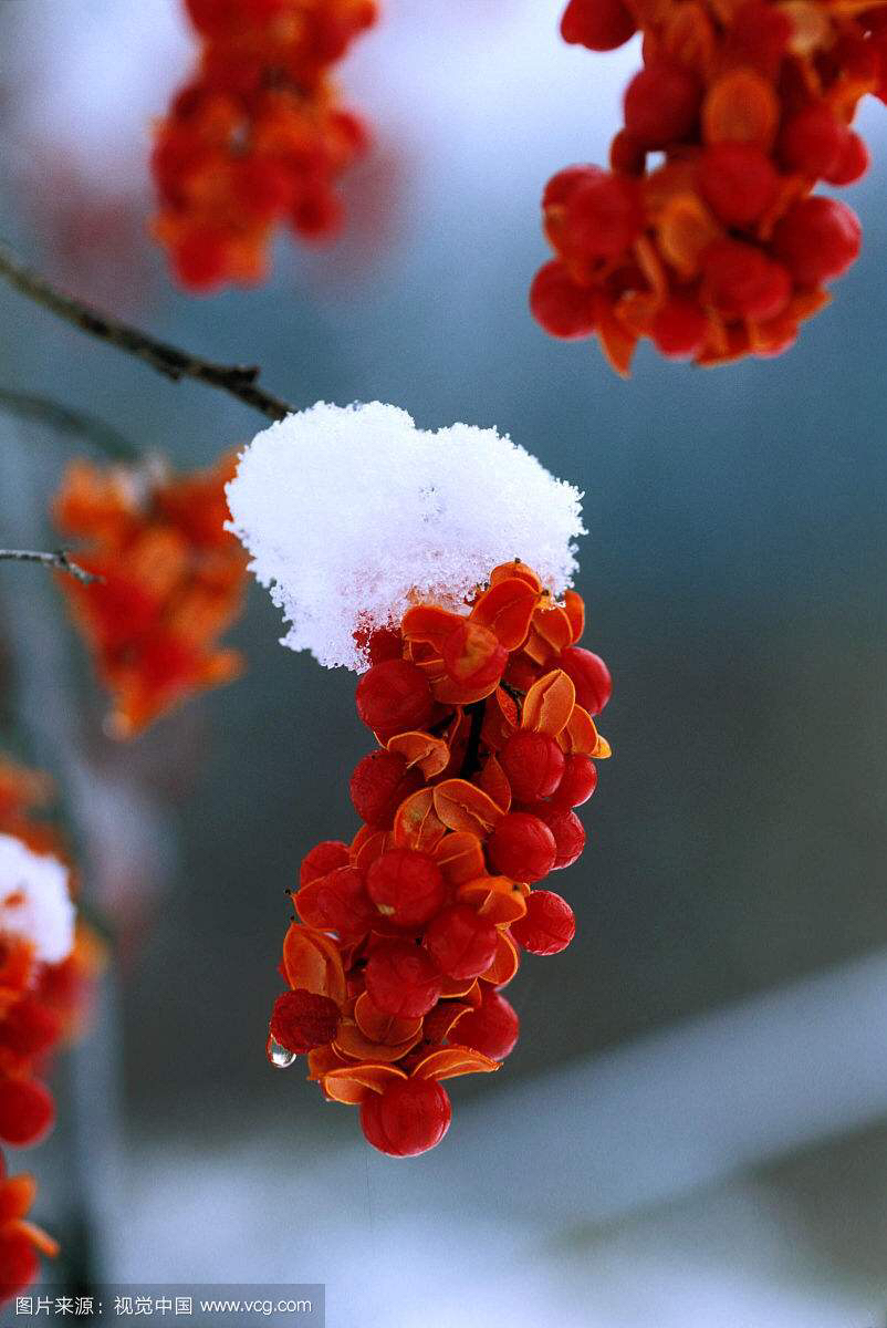山货药材云南文山,中药材山货