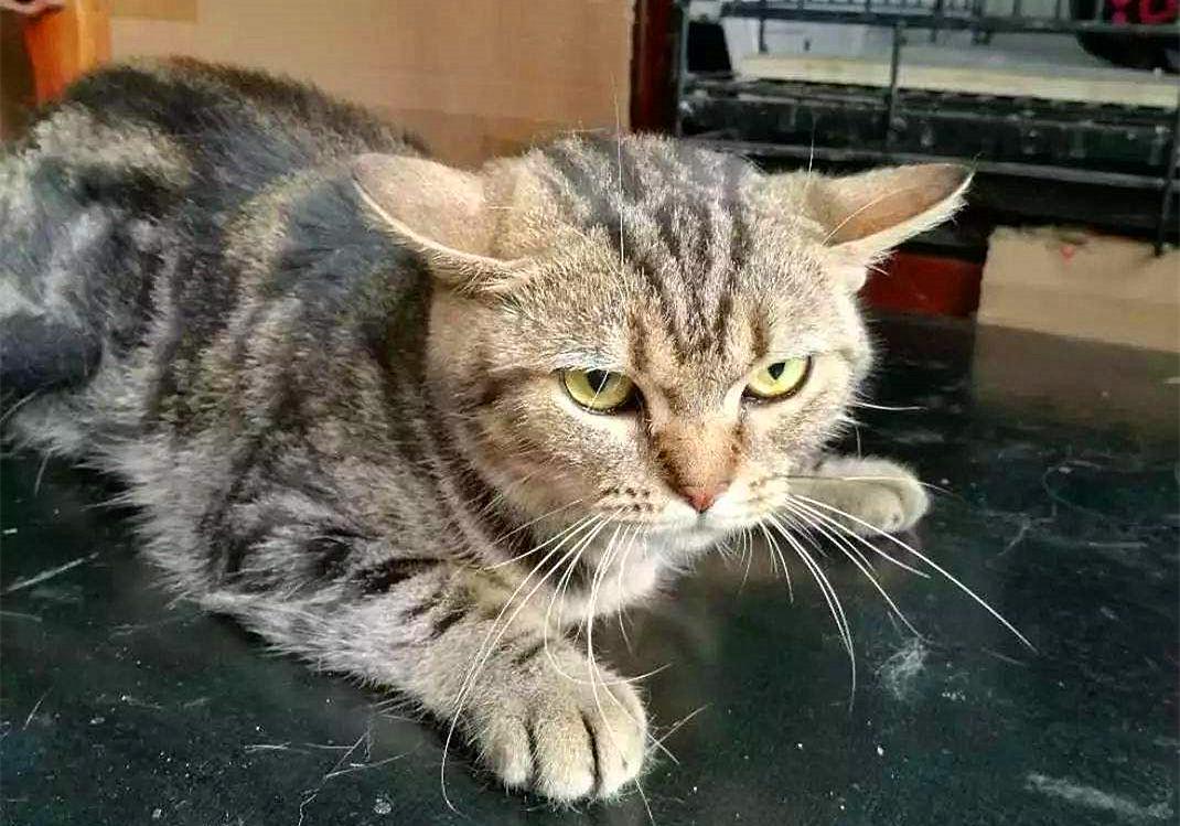 猫咪外出需要准备什么,春节留守猫咪的喂养攻略