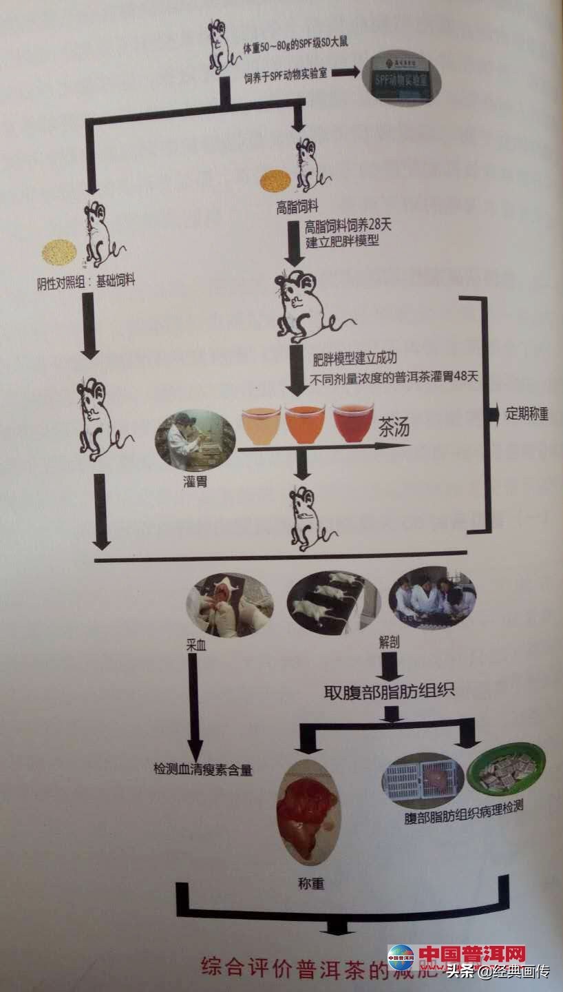 苹果普洱茶能减肥吗,普洱茶可以减肥降压