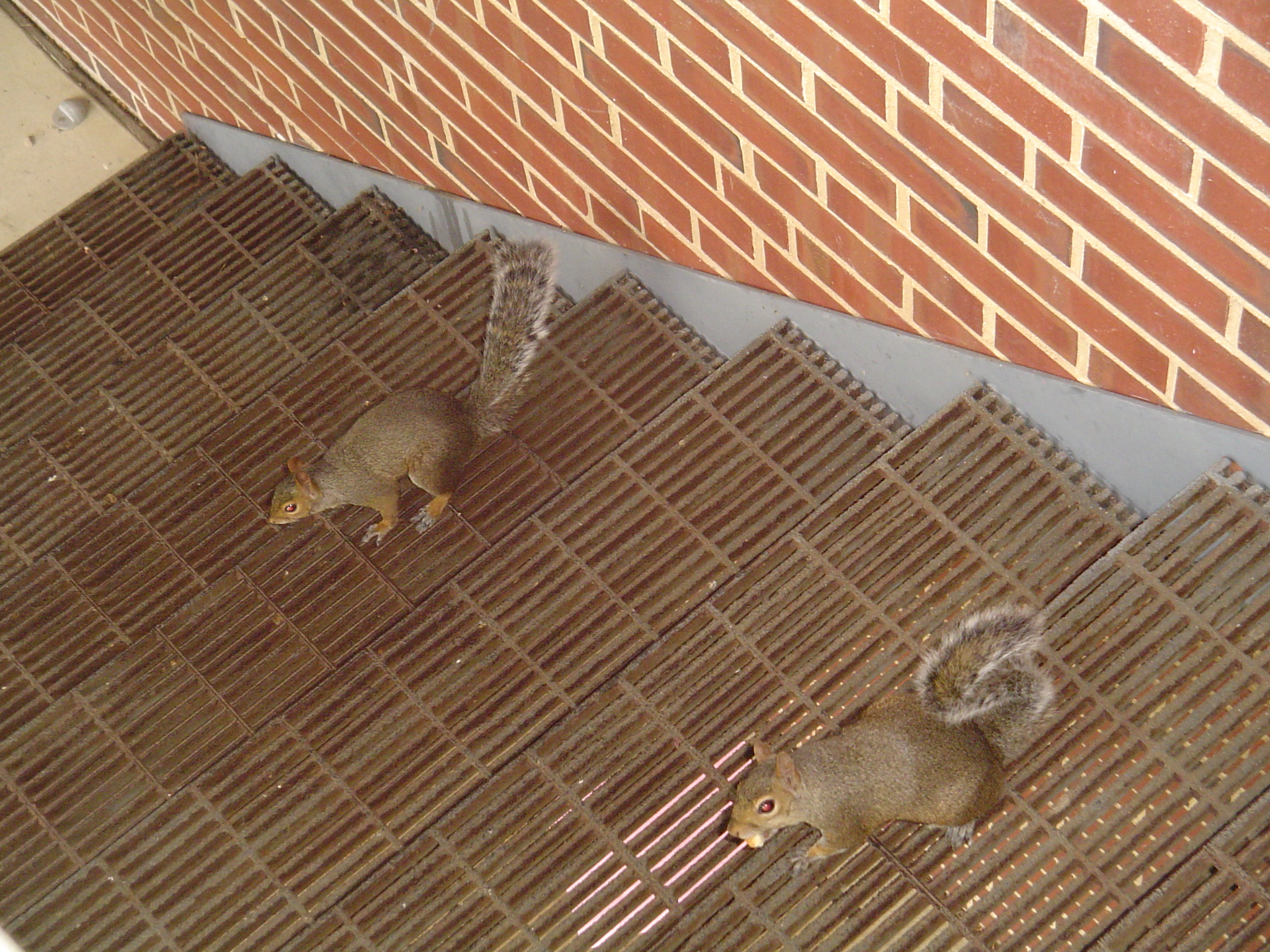 我的“大尾巴”,你在异国他乡还好吗?