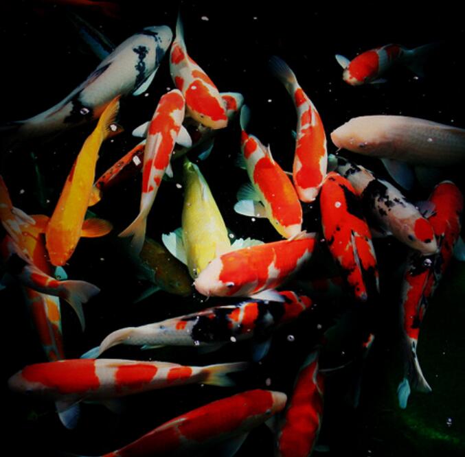 锦鲤鱼饲养方法教程,锦鲤鱼饲养方法