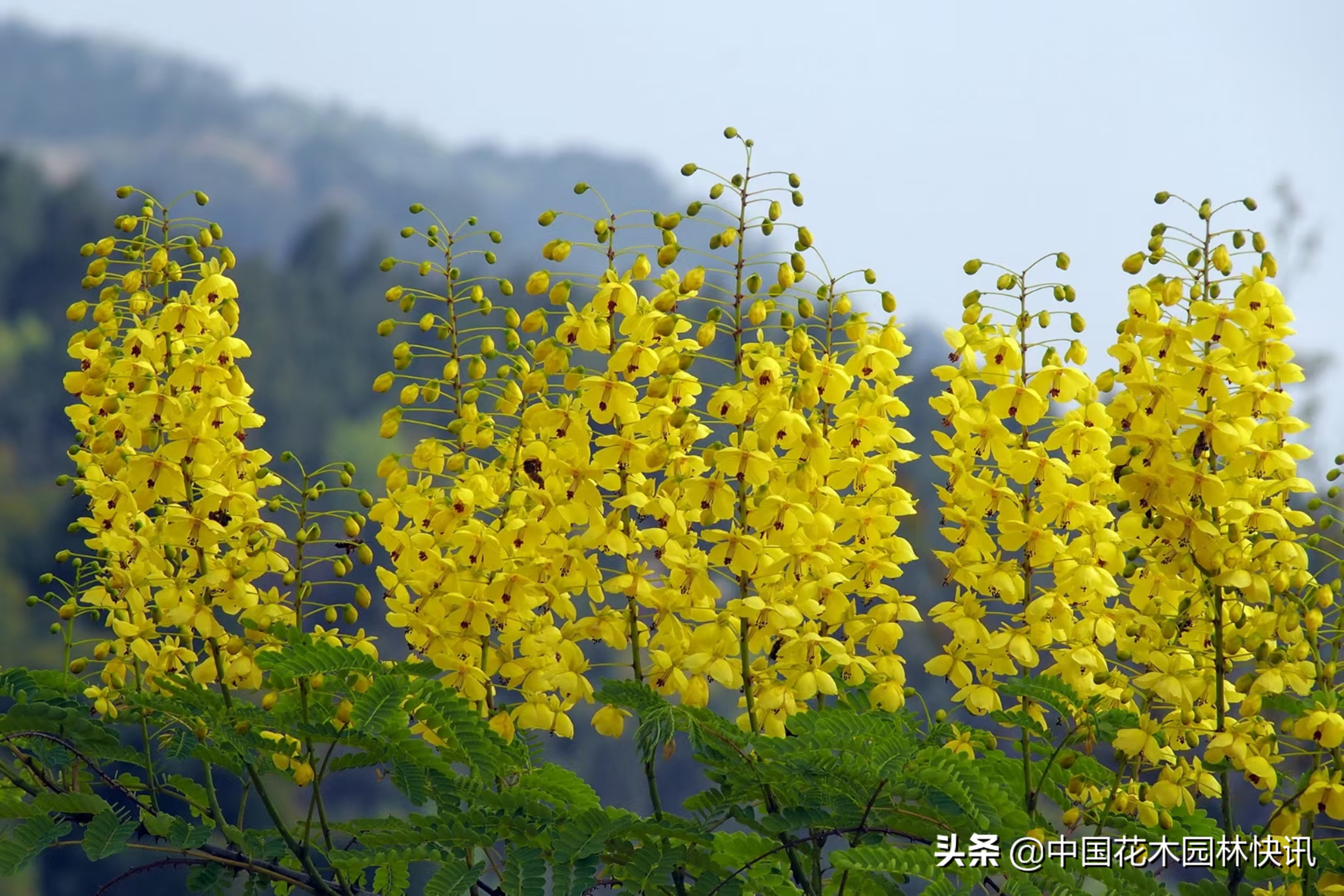 成都春天赏花公园,成都春日花海