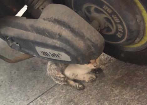 流浪猫被救助后特别黏主人,流浪猫粘鼠板救助