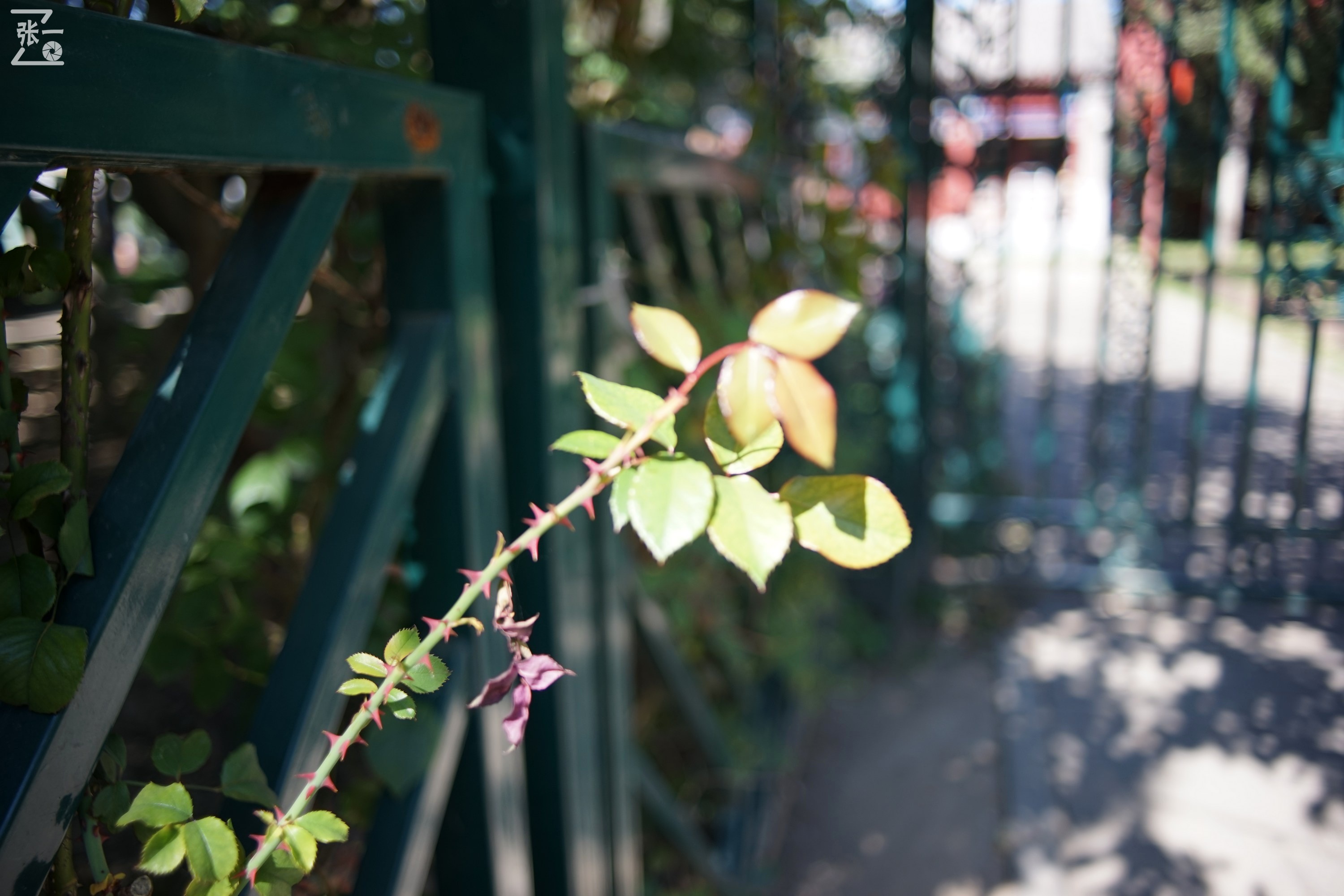 镜头测试：蔡司红T28/2.8+索尼微单A7实拍北京景山公园