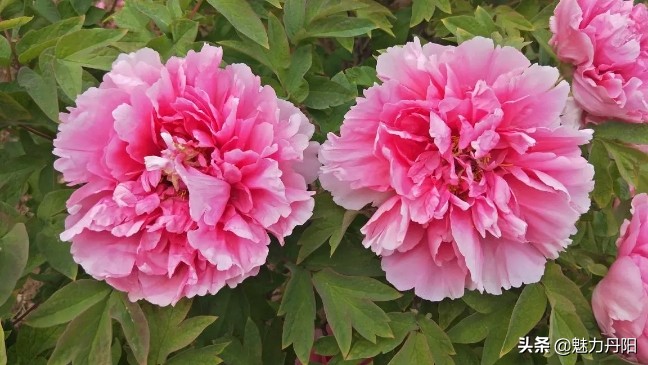 牡丹的一生简单历程文字描述,牡丹的历史和发展