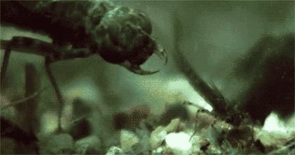 蜻蜓是捕猎成功率最高的猎手,捕捉猎物成功率最高的猫