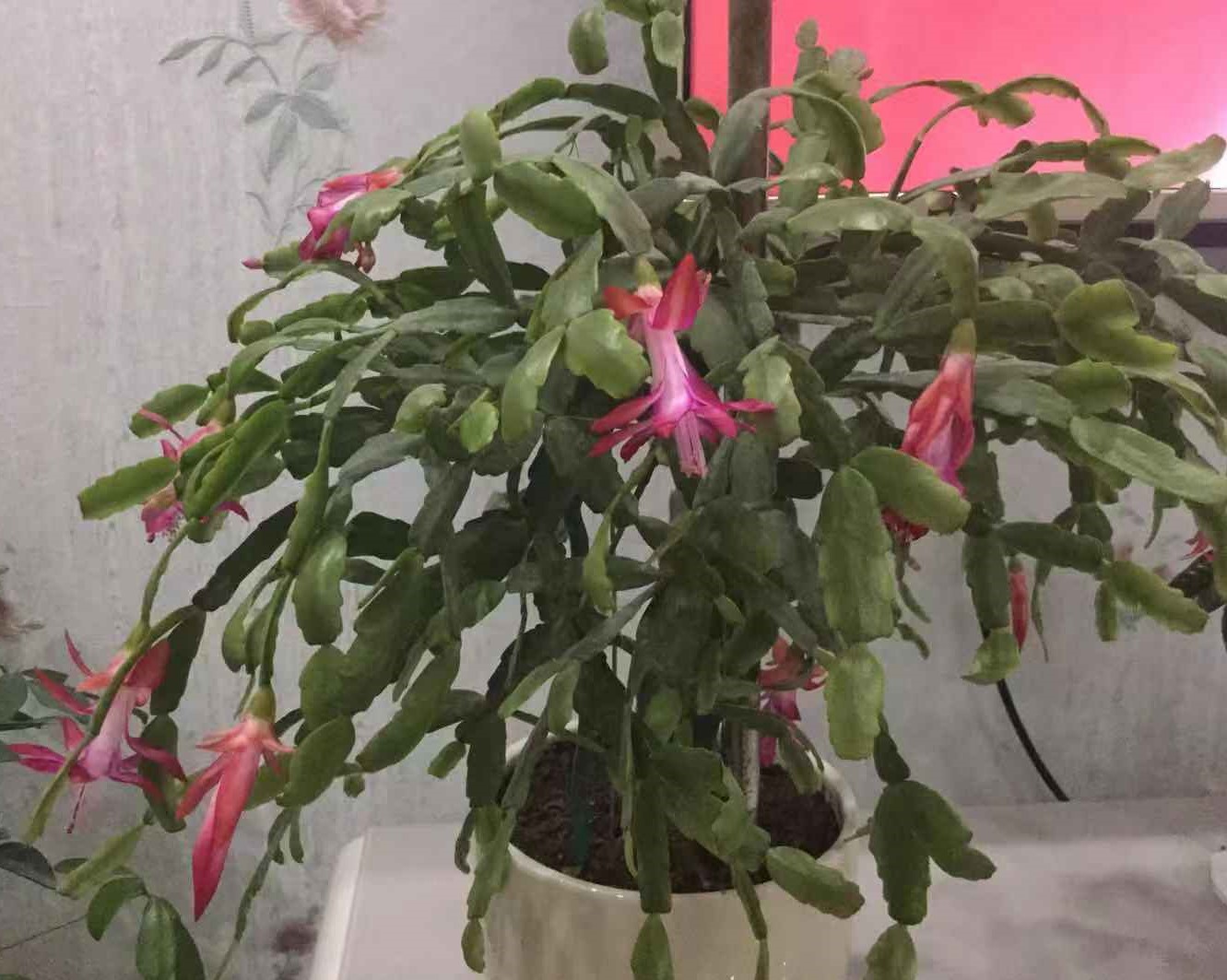 过年了，邻居送我的蟹爪兰开了