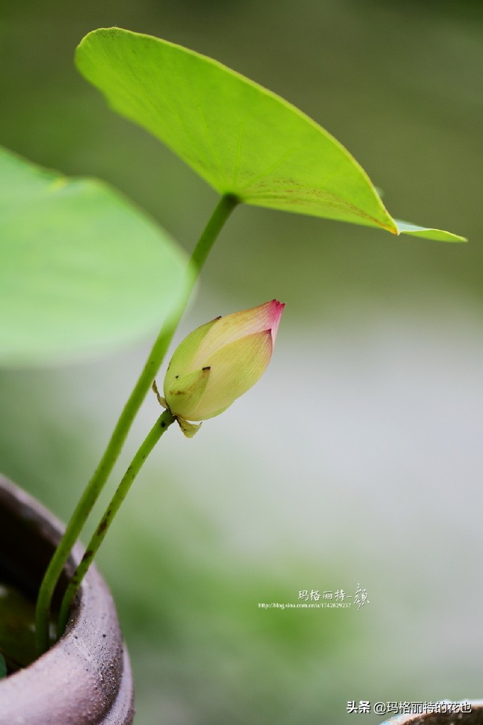 我的碗莲种子,碗莲的种植方法新手必看