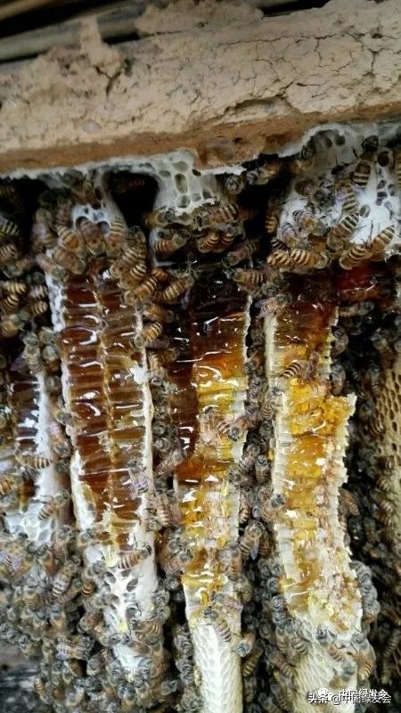 助力蜂农防疫情,拼多多助农战疫的原因