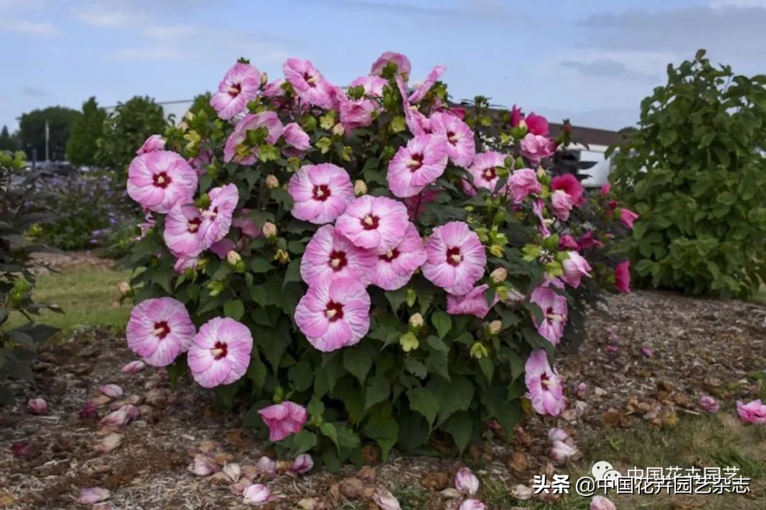 全球知名育种商网上推新品——TerraNova、ProvenWinners|环球