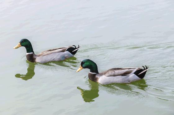 58抢花都志惠农场+玻璃桥套票惊险横跨268米更有环球飞车项目