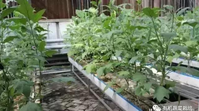 想搞蔬菜大棚养殖怎么弄,无土栽培蔬菜营养液配方
