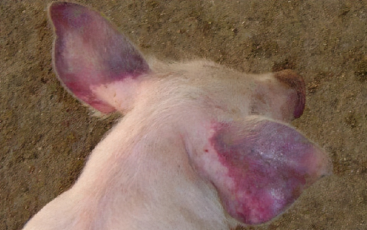 猪蓝耳圆环什么症状,猪场圆环蓝耳预防方案