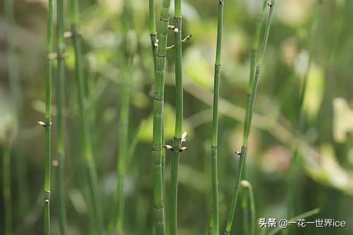 农村这7种常见的野草,农村的野草有哪些可以吃