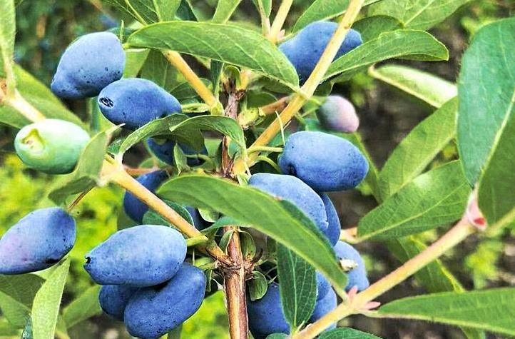 野生的蓝靛果,纯野生蓝靛果