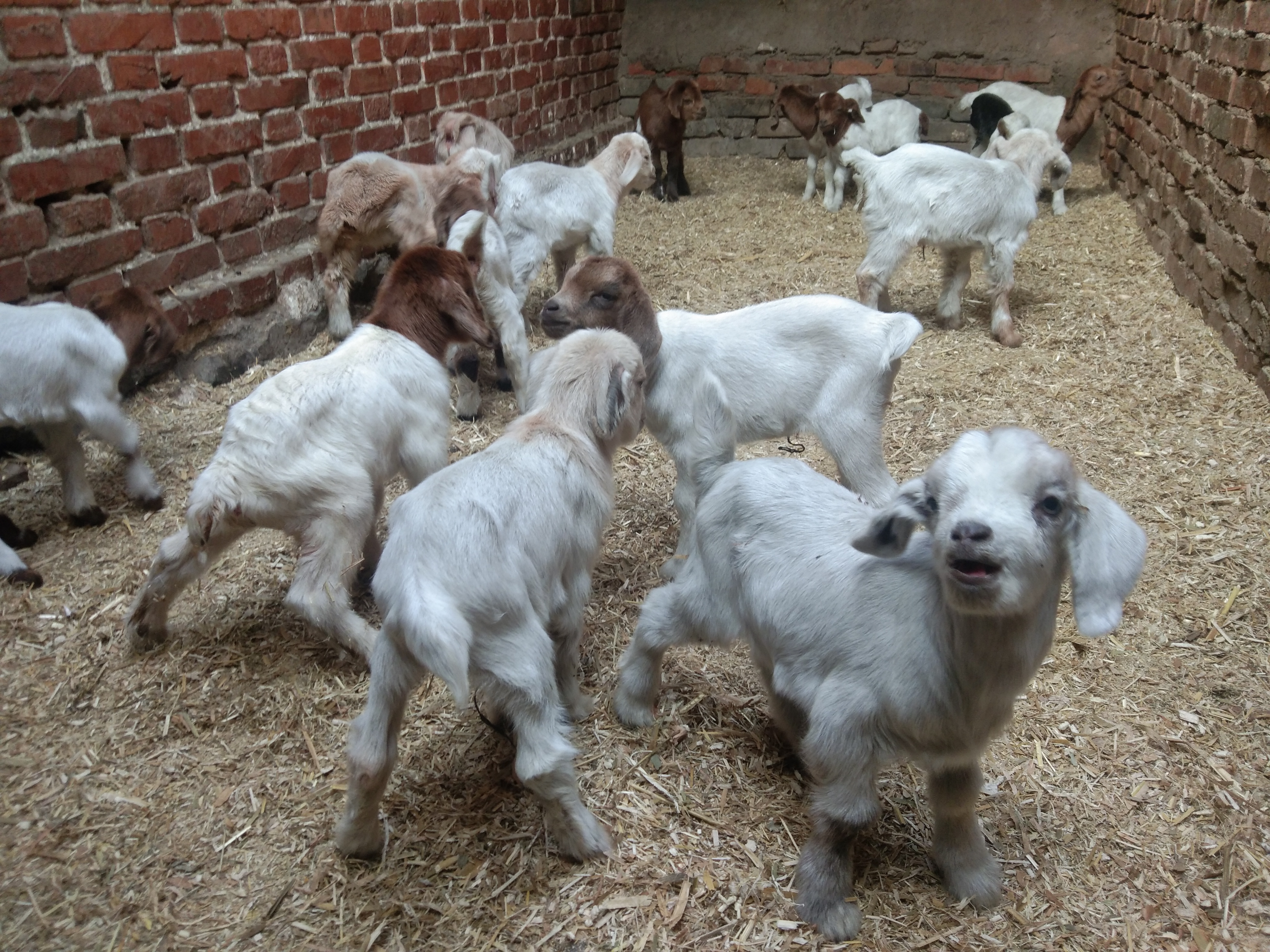 治疗和预防小羊羔软瘫的“万能”方子，收钱看病的请玩泥巴去吧