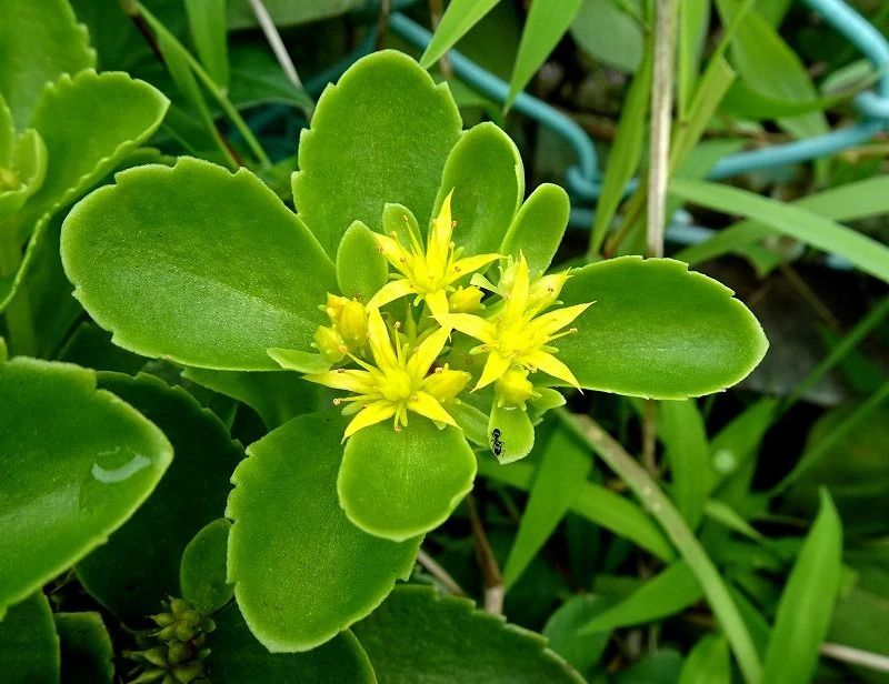 一年四季都开红花的多肉草,一年四季都红的多肉