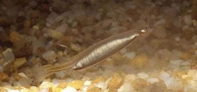 亚马逊河最恶心的动物,亚马逊河十大危险动物