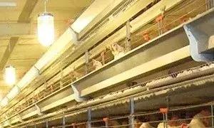 鸡蛋大小衡量标准,鸡蛋大小不均匀