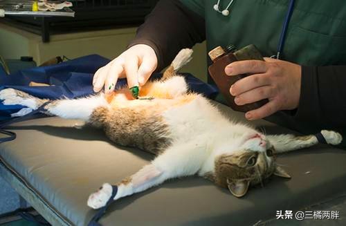 猫咪的奇妙物语,奇妙猫咪物语猫癣