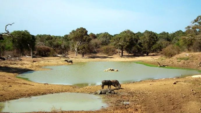 斯里兰卡对华限时免签,2023斯里兰卡免签规则