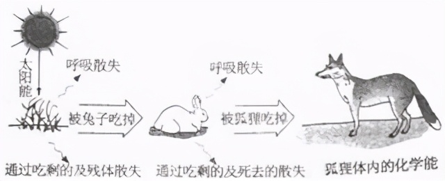 七上生物绿色植物的呼吸作用复习,高一生物必修一呼吸作用习题讲解