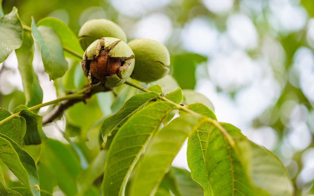 核桃树扦插育苗最简单的方法,核桃树是怎么育苗的