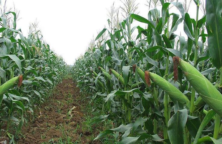 玉米叶斑病最好防治方法,玉米弯孢霉叶斑病防治方法