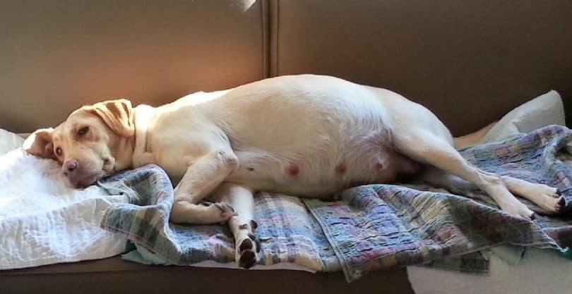 狗狗意外怀孕如何终止,狗狗怀孕怎么能安全流产