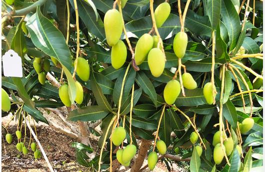 三种芒果最便宜,买芒果的正确方法