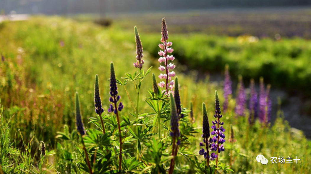你是否曾经也向往过农村生活,向往田园生活和体验往往有差距