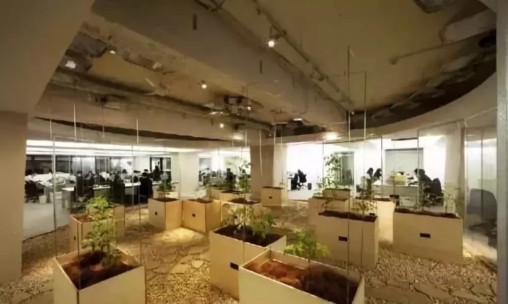 办公室里也能开挖掘机,办公室可以种葡萄