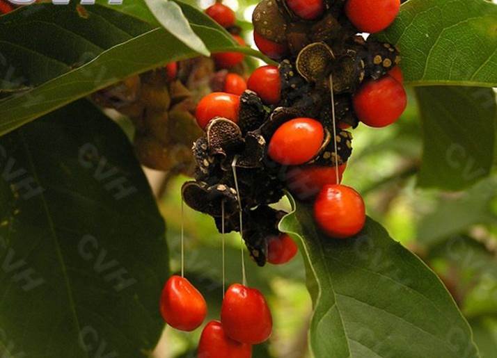 玉兰花洁白无瑕春意浓,玉兰花洁白无暇淡雅