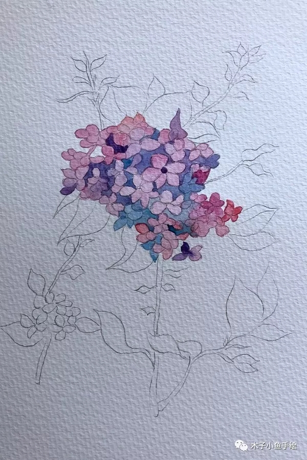 水彩画绣球教程四点画法,绣球花水彩画教程