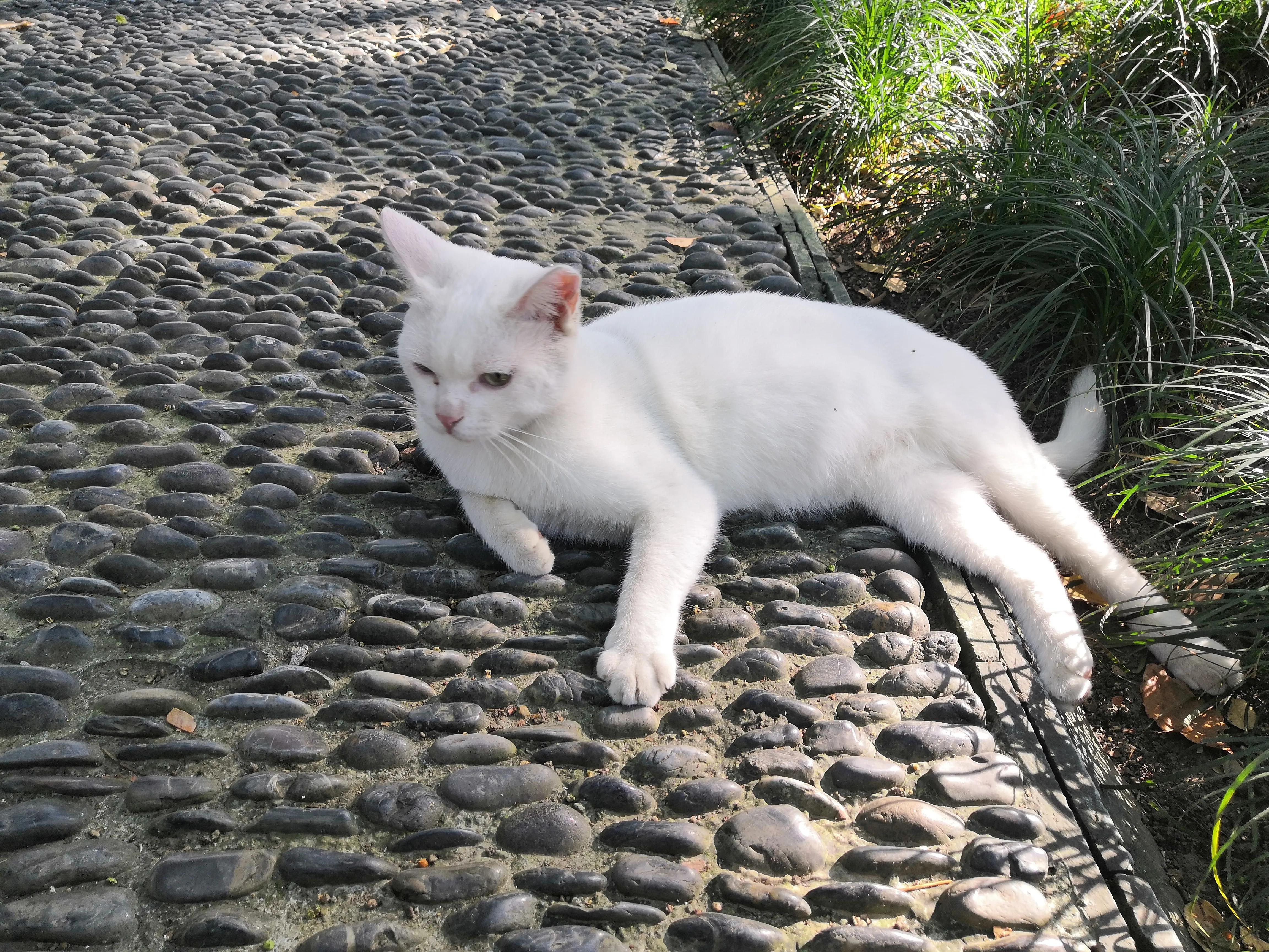 苏州西园寺值得一去吗,苏州西园寺旅游攻略