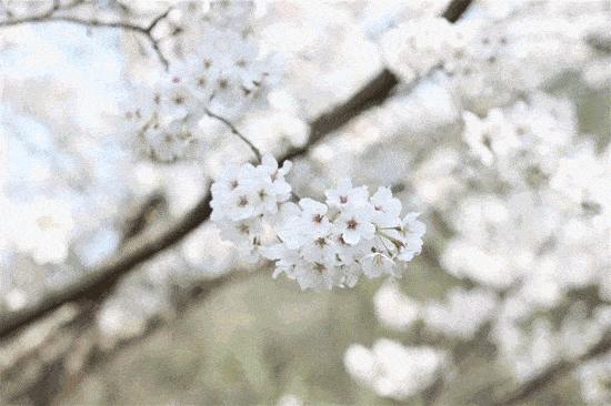 关于春天的古诗词美篇,让人惊艳的春天古诗词