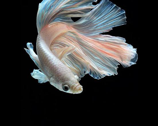 观赏鱼常见疾病图谱,观赏鱼得病的样子