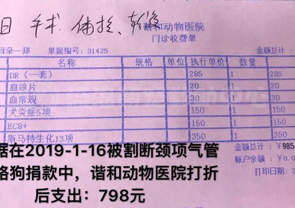 比格犬受害者拆家,比格犬丢失新主人要善待它