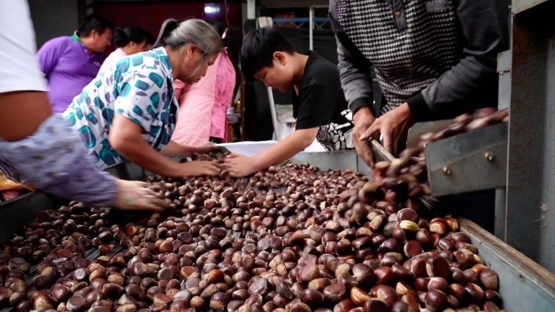 綦振森本是个清洁工，却转行卖起了糖炒栗子，销售额突破四千万