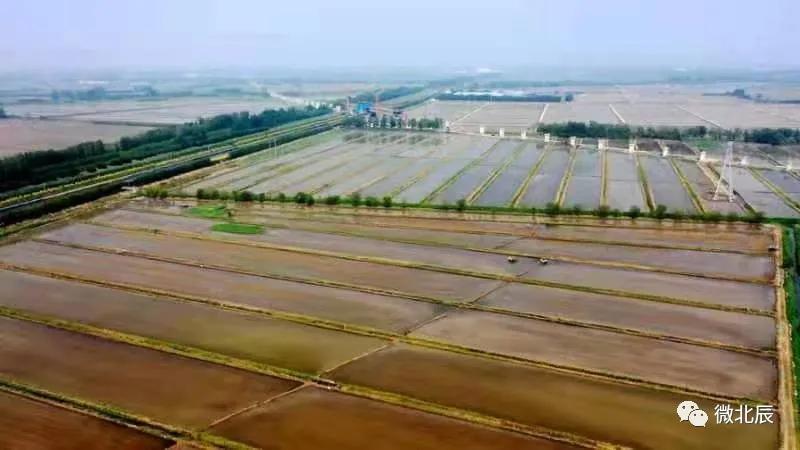 央媒、市媒聚焦|100%机械化！北辰区​万亩水稻插秧场面美如画~