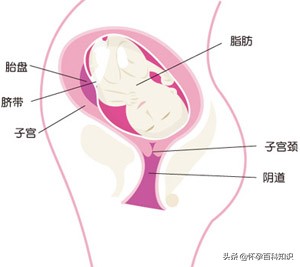 怀孕三十一周胸闷气短怎么回事,怀孕第三十一周注意事项