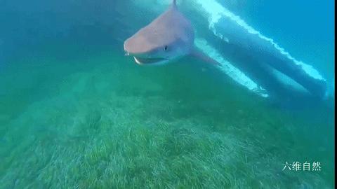 昆士兰座头鲸死亡,澳大利亚鲸鱼死亡36头