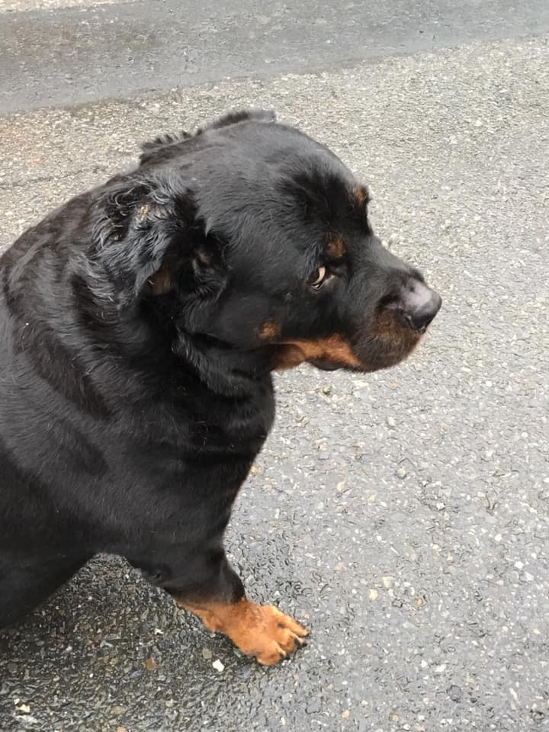 罗威纳成为奶奶的拐杖,120斤罗威纳犬视频