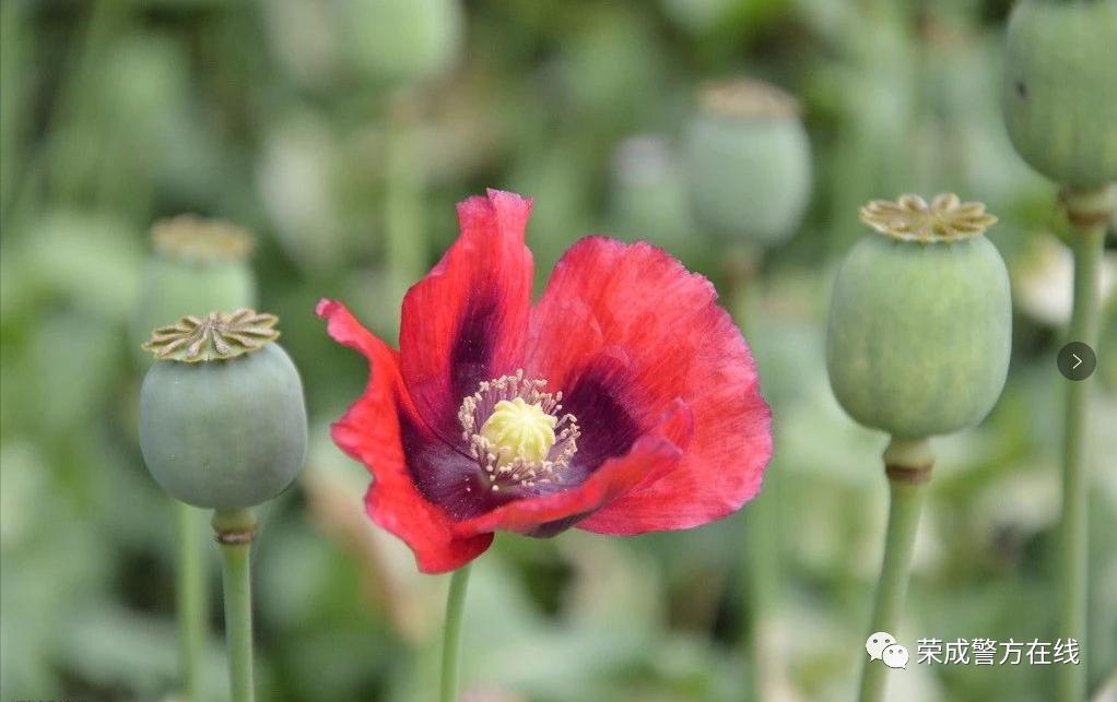 非法种植罂粟多少株构成犯罪,非法种植罂粟多少株以上构成犯罪
