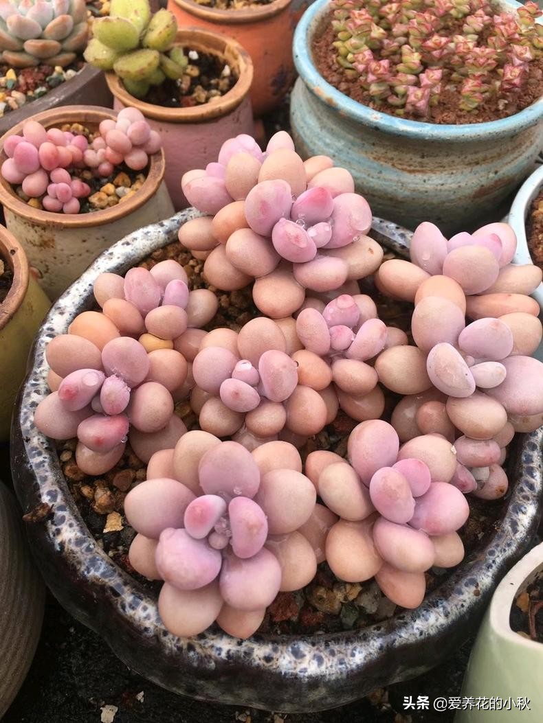 桃蛋爆盆养殖技术,桃蛋爆盆的正确方法