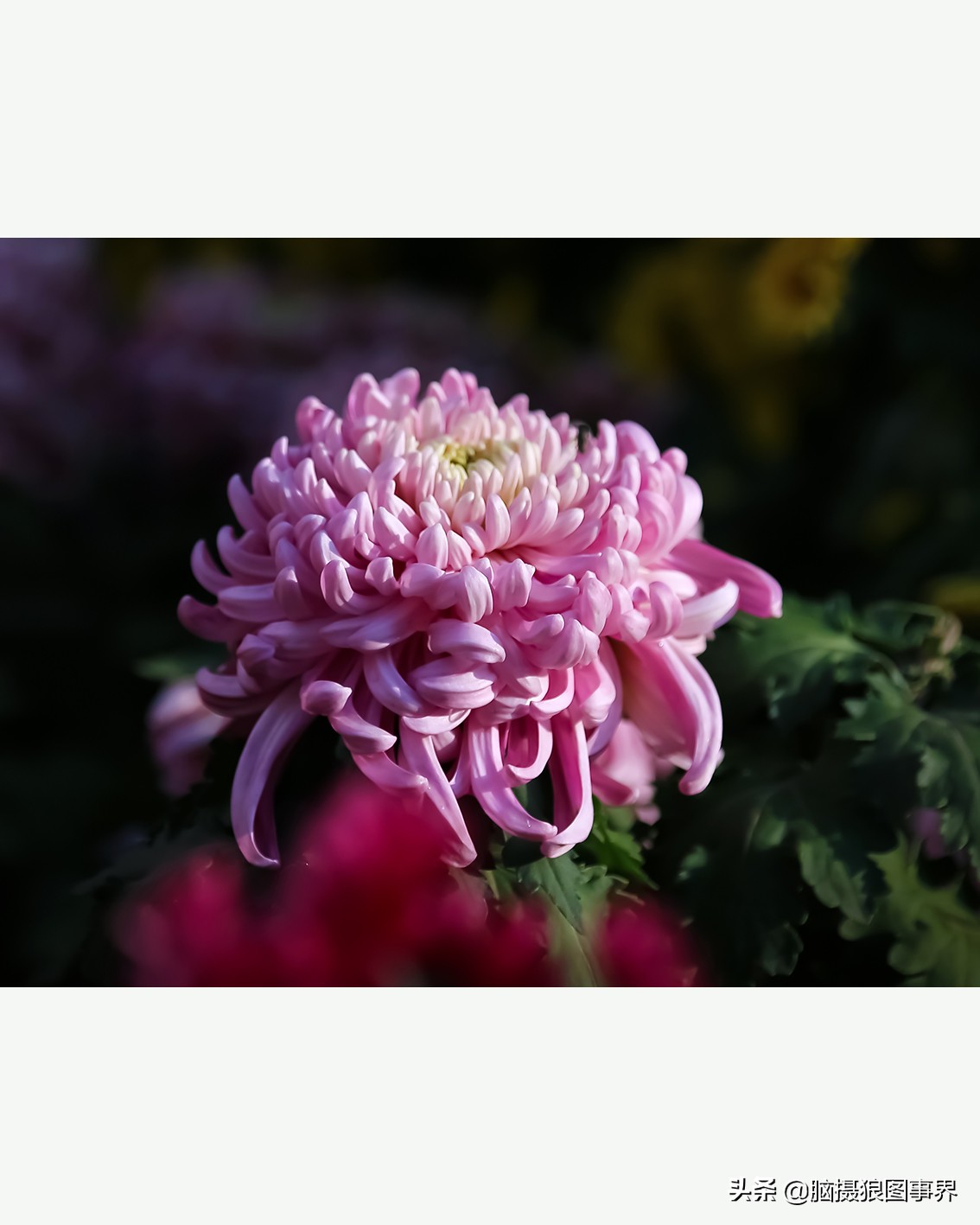 花海如何给花拍照好看,大面积的花怎样拍出花海的感觉